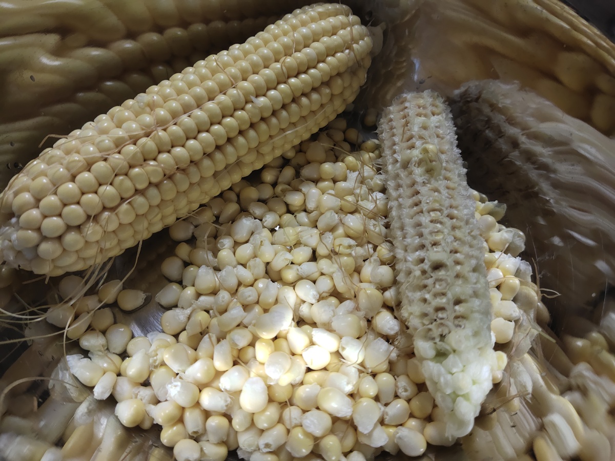 金黄色的玉米棒子,绿色健康,生态环保