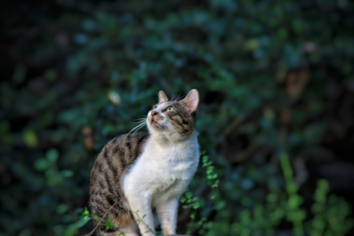 仰望天空的猫catlookingupatthesky