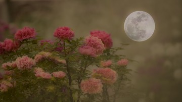 花好月圆
