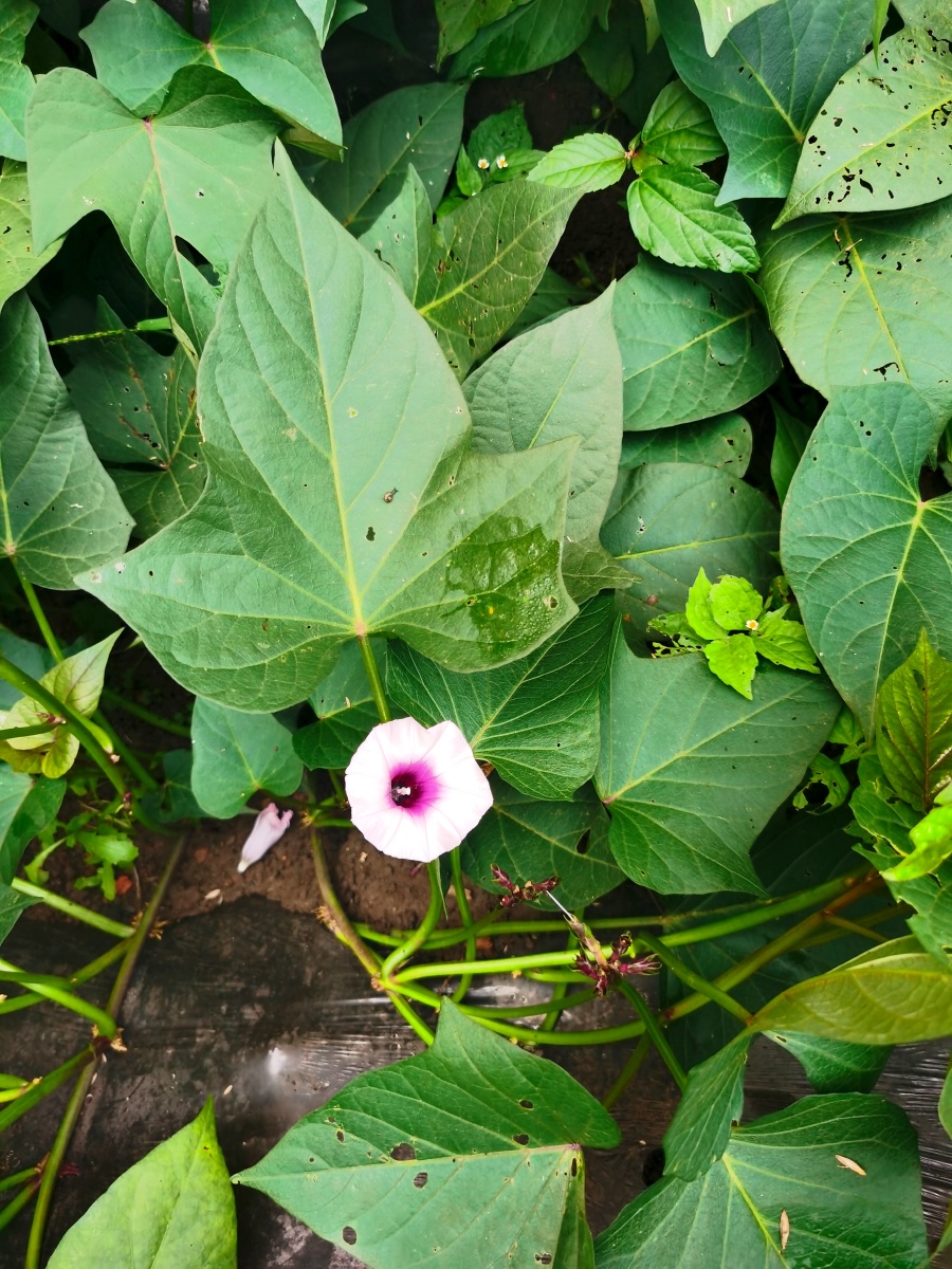 原来紫薯花是这个样子的06