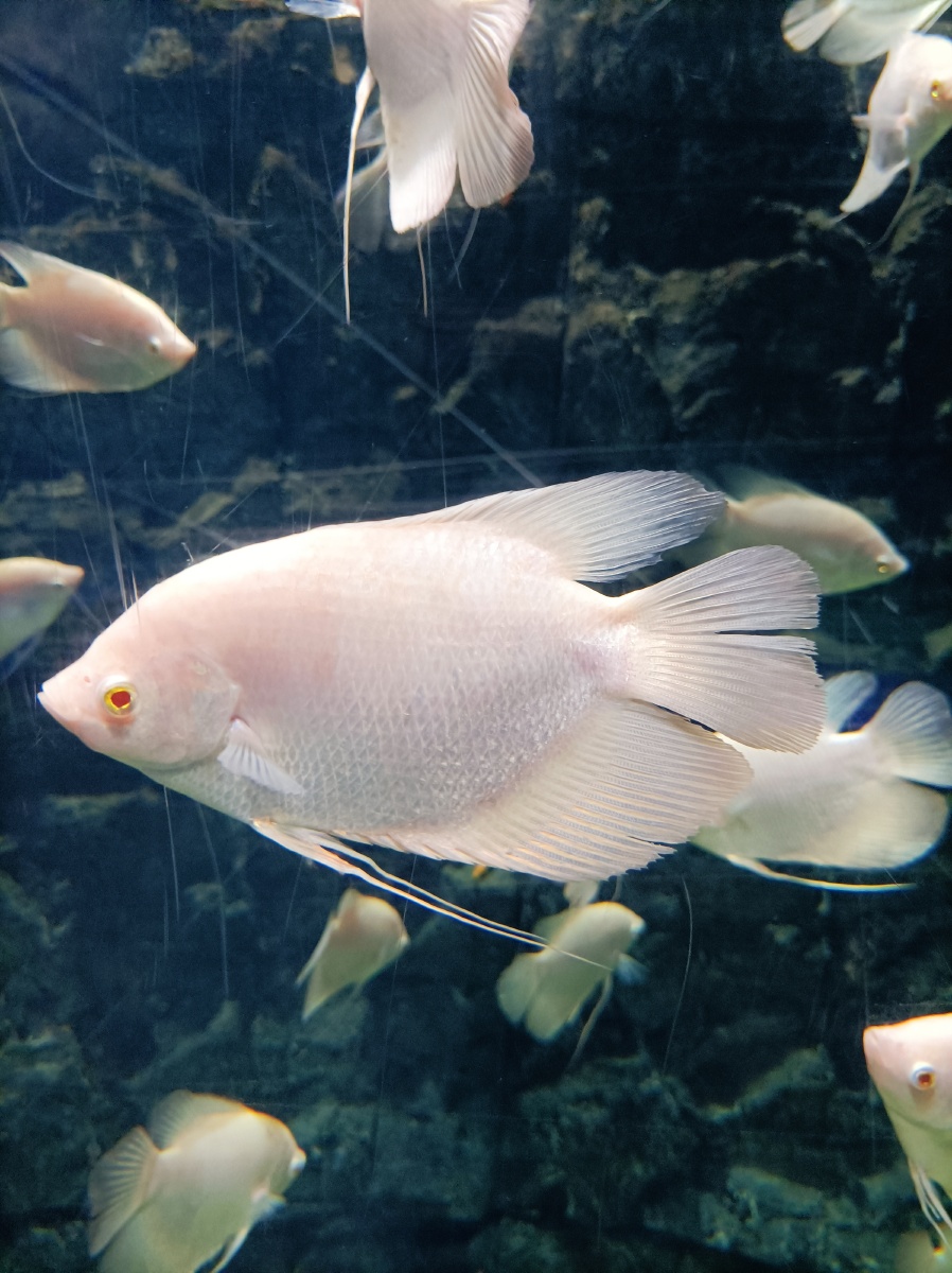 子非鱼安知鱼之乐