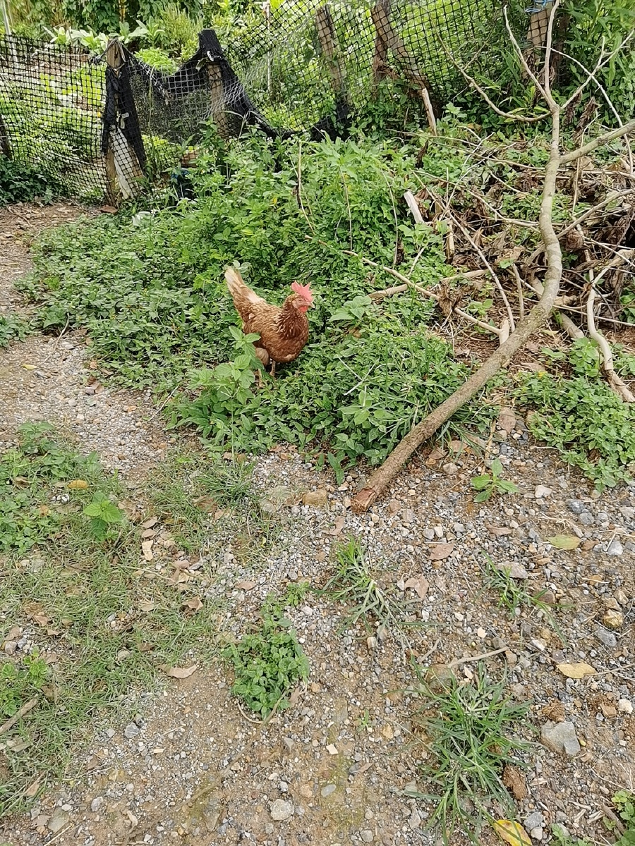 在老家发现的鸡