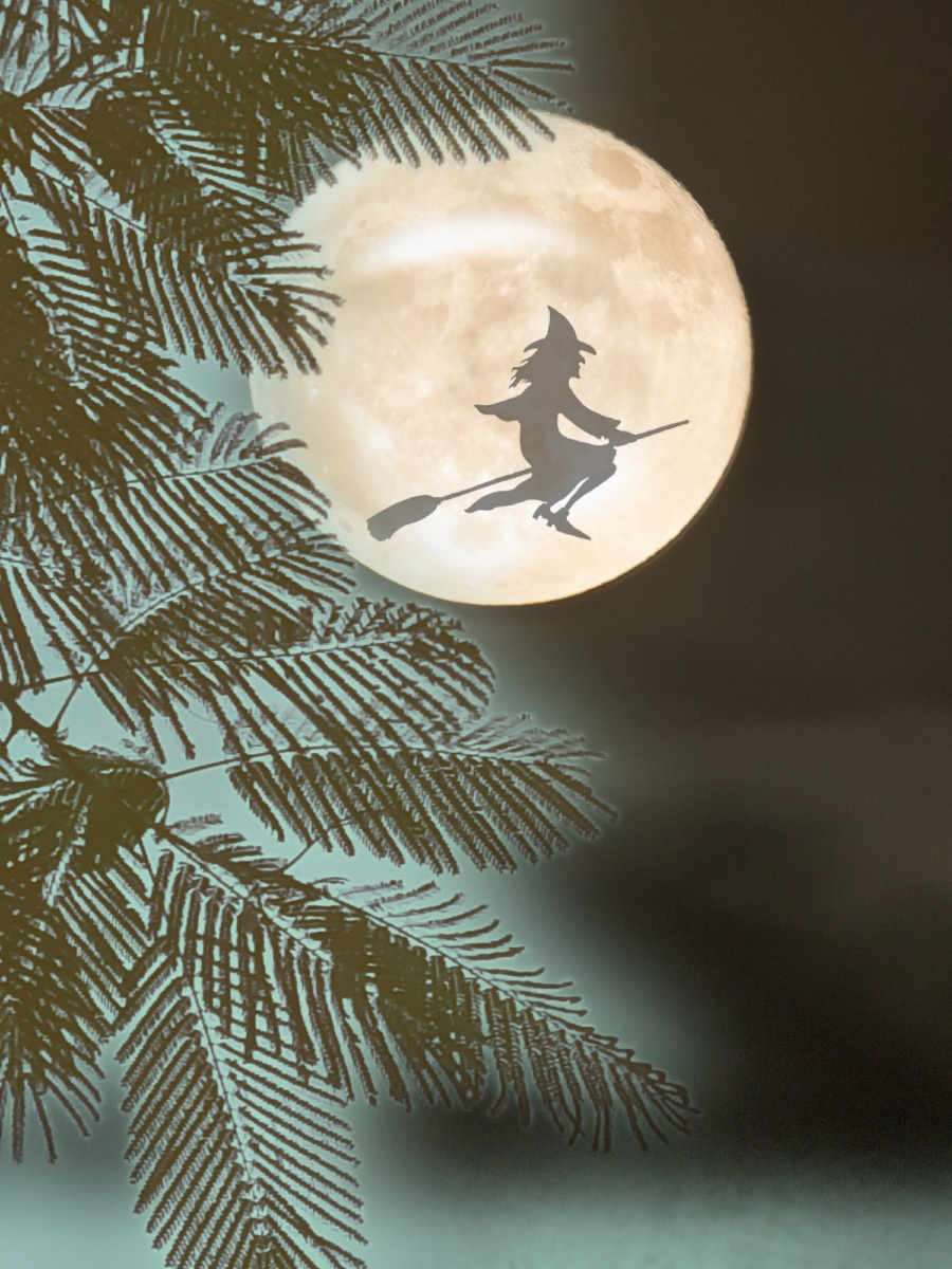 惊呆而青月关注