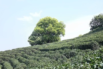 258C198D-AD52-4125-A8EF-9ACCDF4ED2F1/L0/001