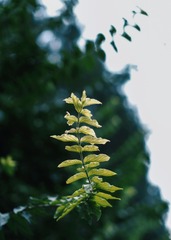 6BB275F1-5AF1-479C-958A-02639F2C6589/L0/001