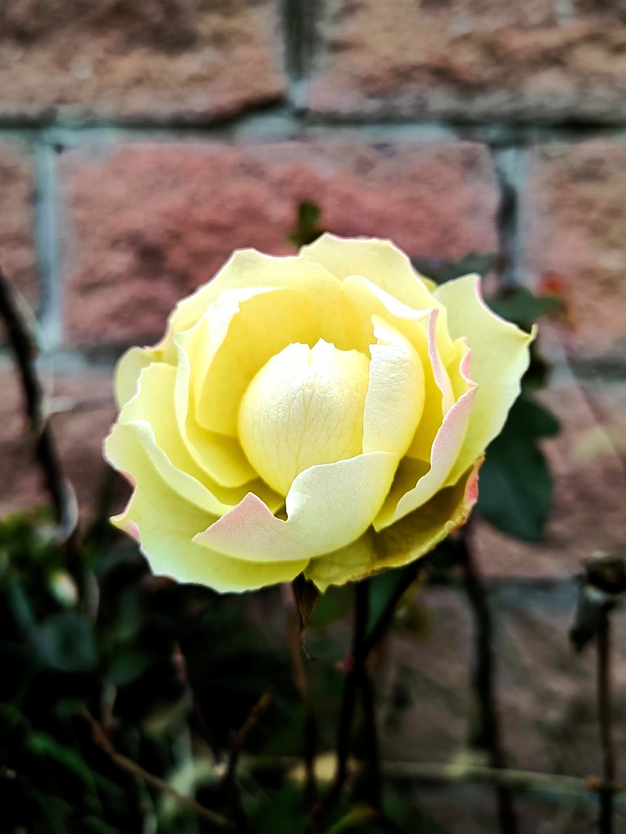 冬天的月季 - 凯瑟琳_w - 图虫