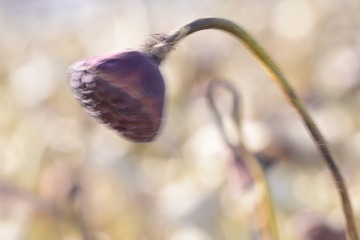 _DSC4512