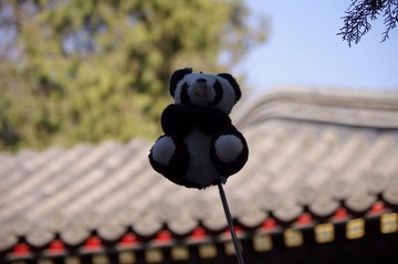 IMGP5528.JPG