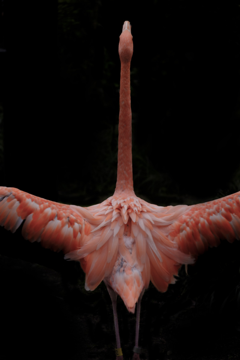 上野动物园火烈鸟