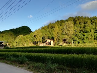 245288