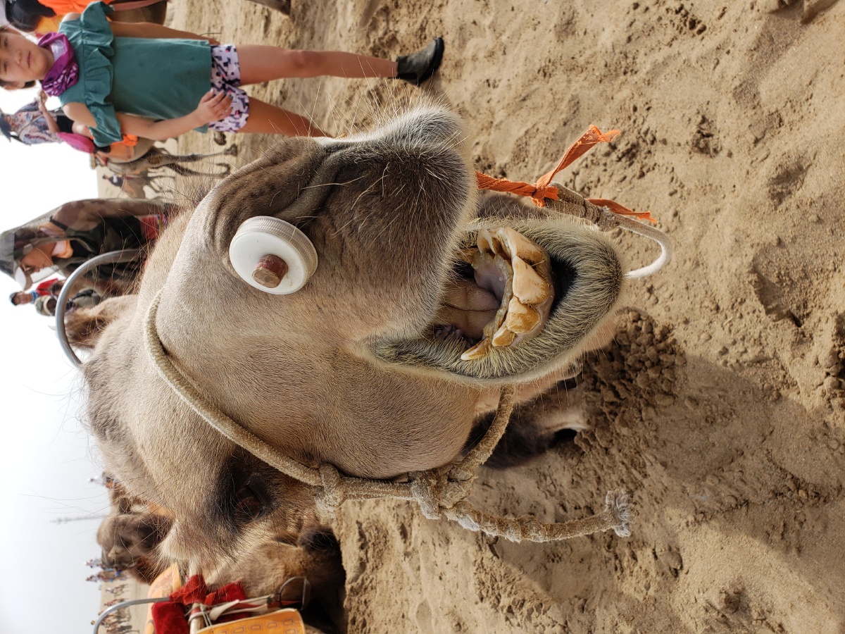 拍到了骆驼在笑的样子