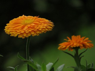 IMG_3014.jpg