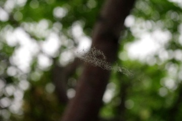 IMGP0930.jpg