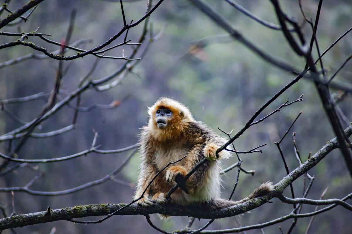 平武野生川金丝猴