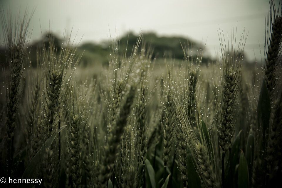 雨后麦田<br />
By pentax