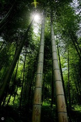 _IGP0339副本.jpg