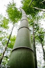 _IGP0488副本.jpg