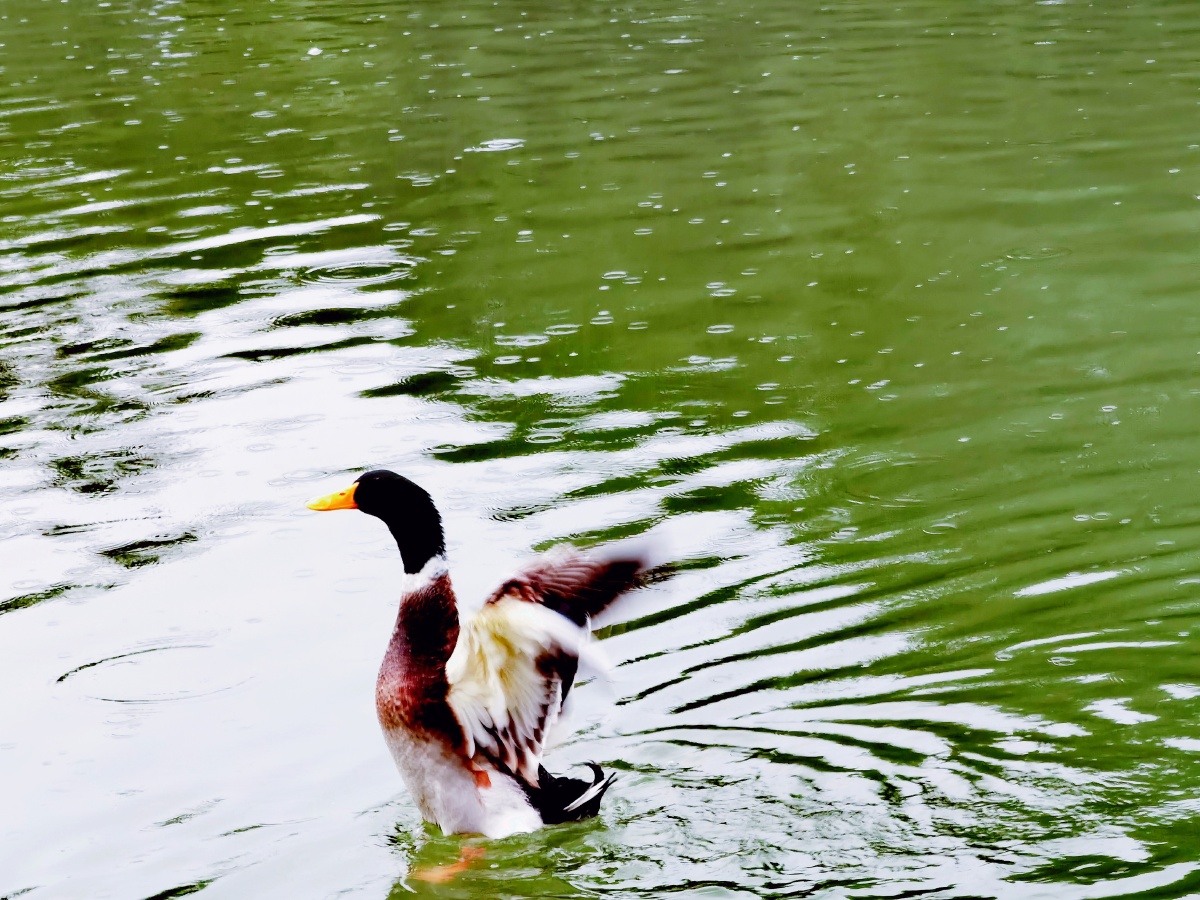 飞舞的小鸭子拍摄于江苏南京玄武湖