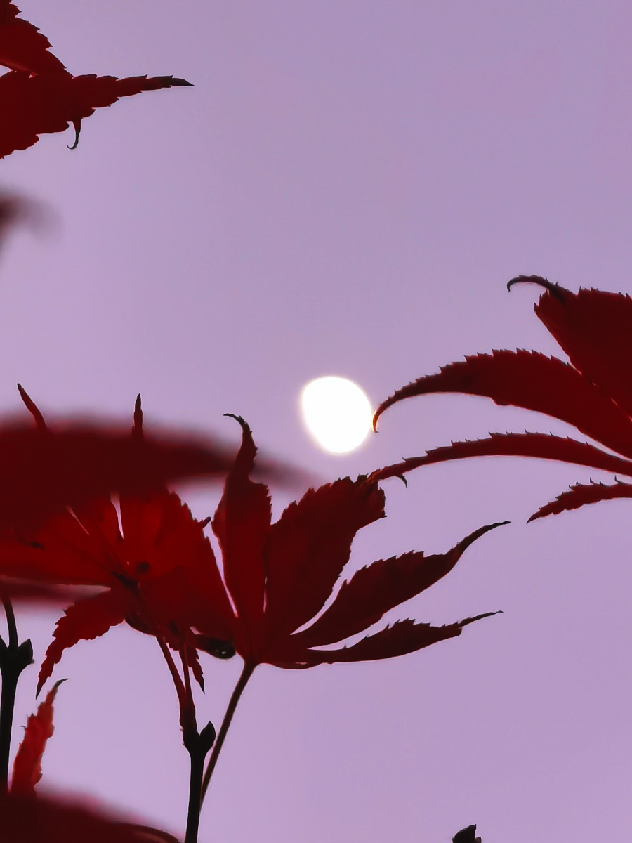 夜明珠皎洁的月亮挂在天上像一颗美丽的夜明珠拍摄于江苏南京玄武湖