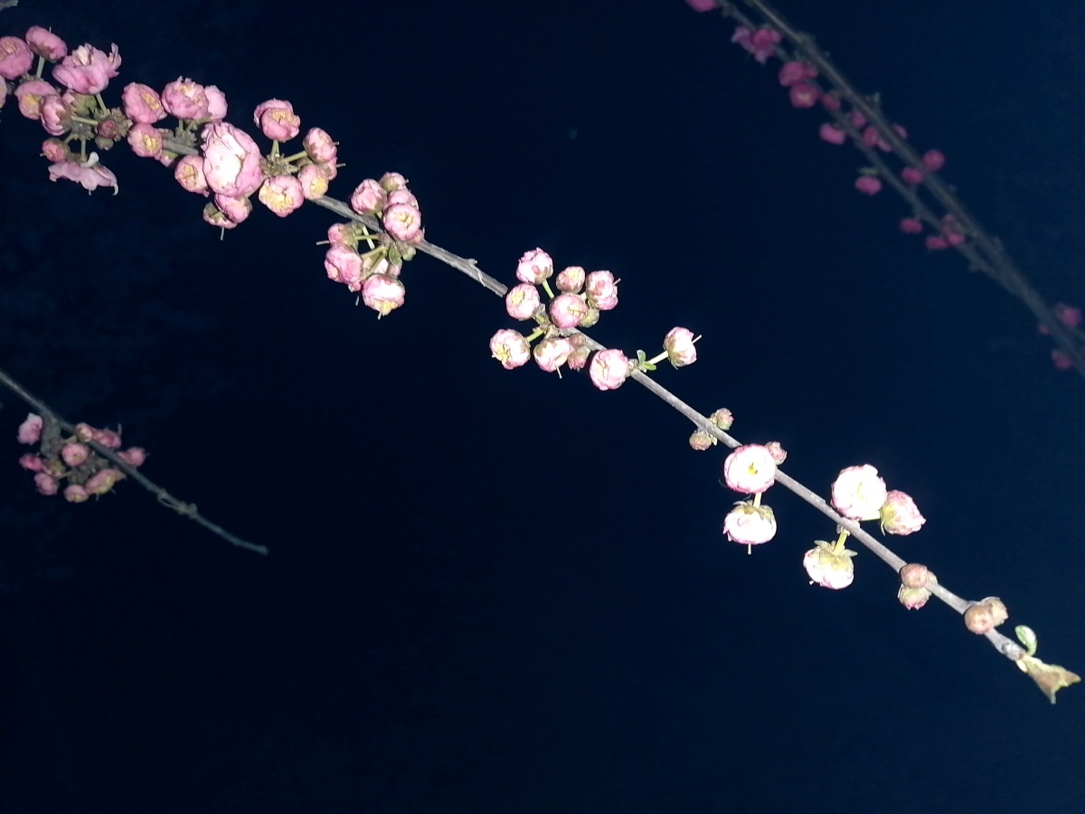 夜晚的花多了几分妩媚