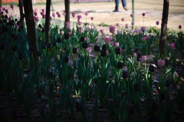 20130409-20130409-_DSC8933.jpg