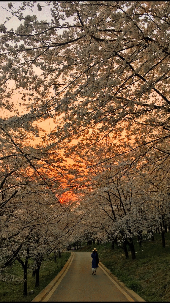 夕阳下的樱花林