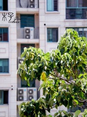 窗前那一枝绿色