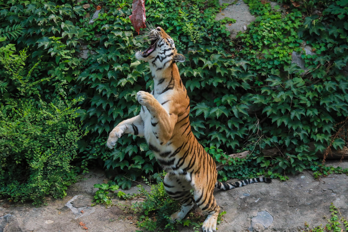 食肉性也 - 鵺铱鵼 - 图虫