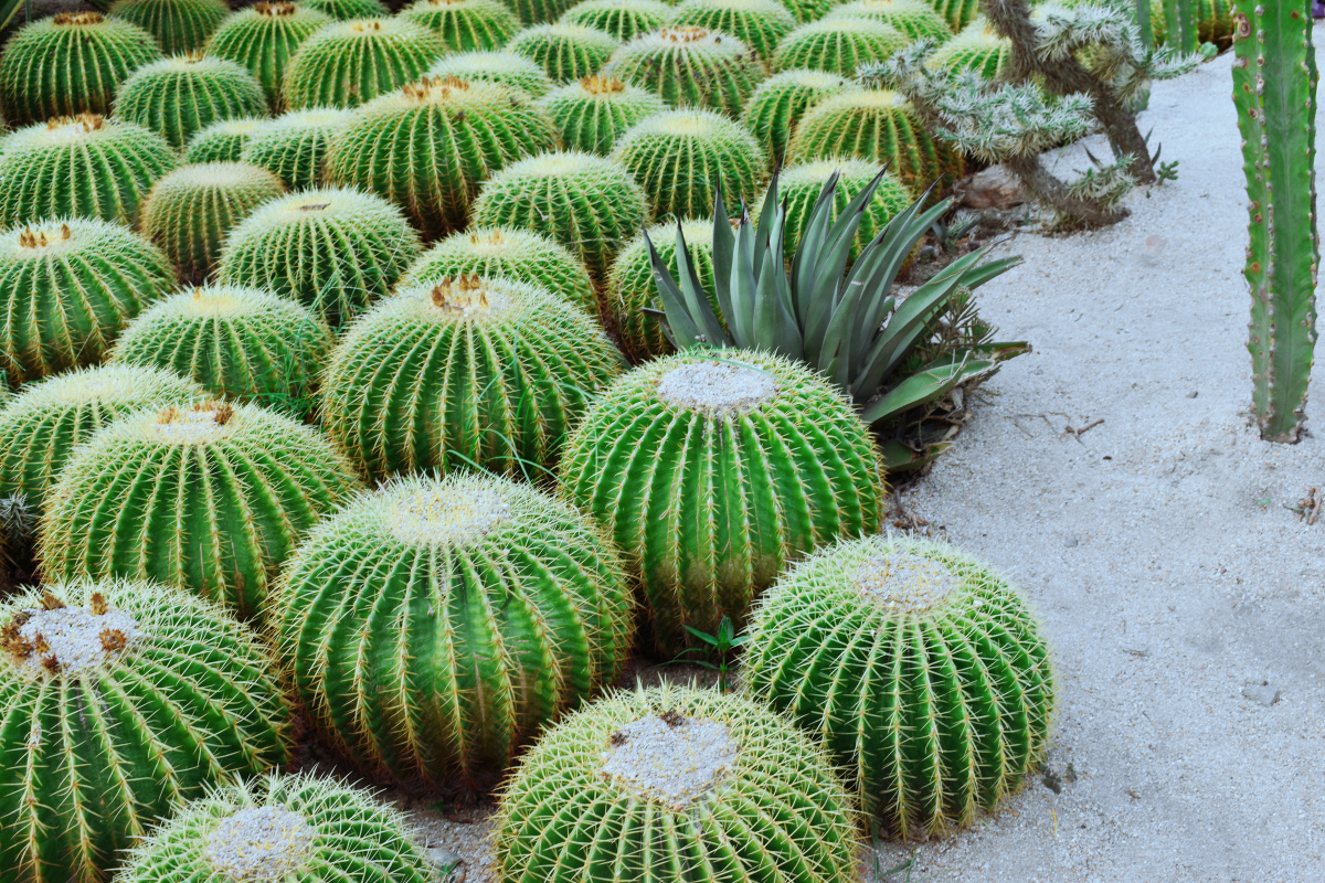 在厦门植物园沙漠区见到一团团生机勃勃的仙人掌