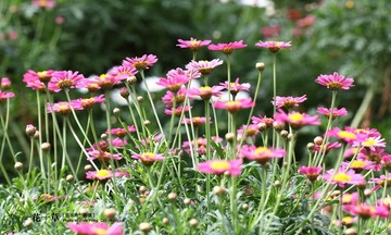 DPP_0011.JPG