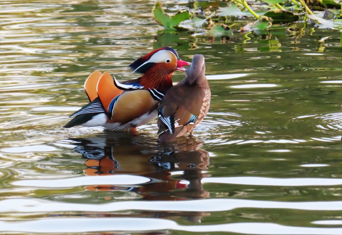 2021年11月14日北京玉渊潭公园樱花湖野生鸳鸯出双入对秀恩爱成为一道