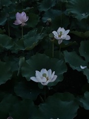 A4C07C5E-4D91-42C0-9B8B-61F4A3AE6CC9/L0/001