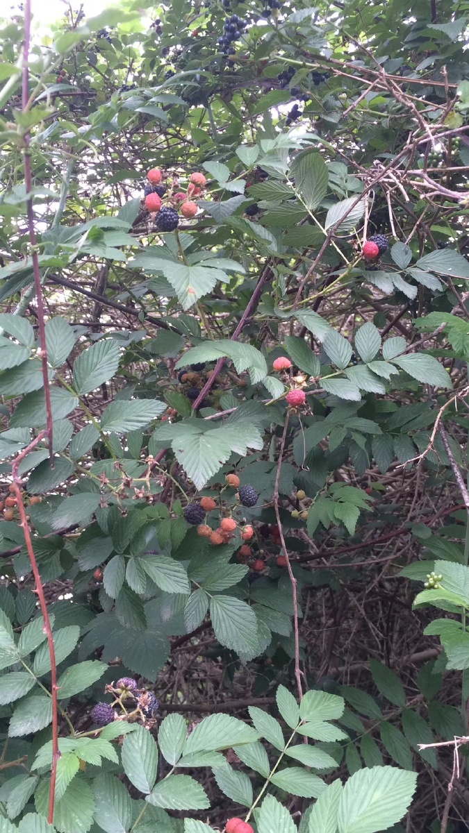 四川农村山咔咔头的美味野地瓜不知道你们认识不