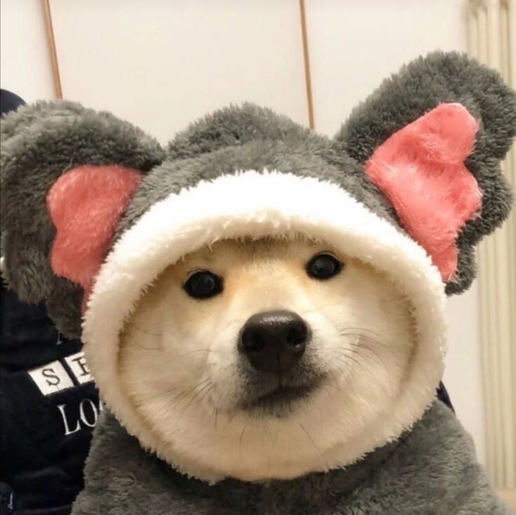 可爱宠物头像 - oh菠萝子诶 - 图虫