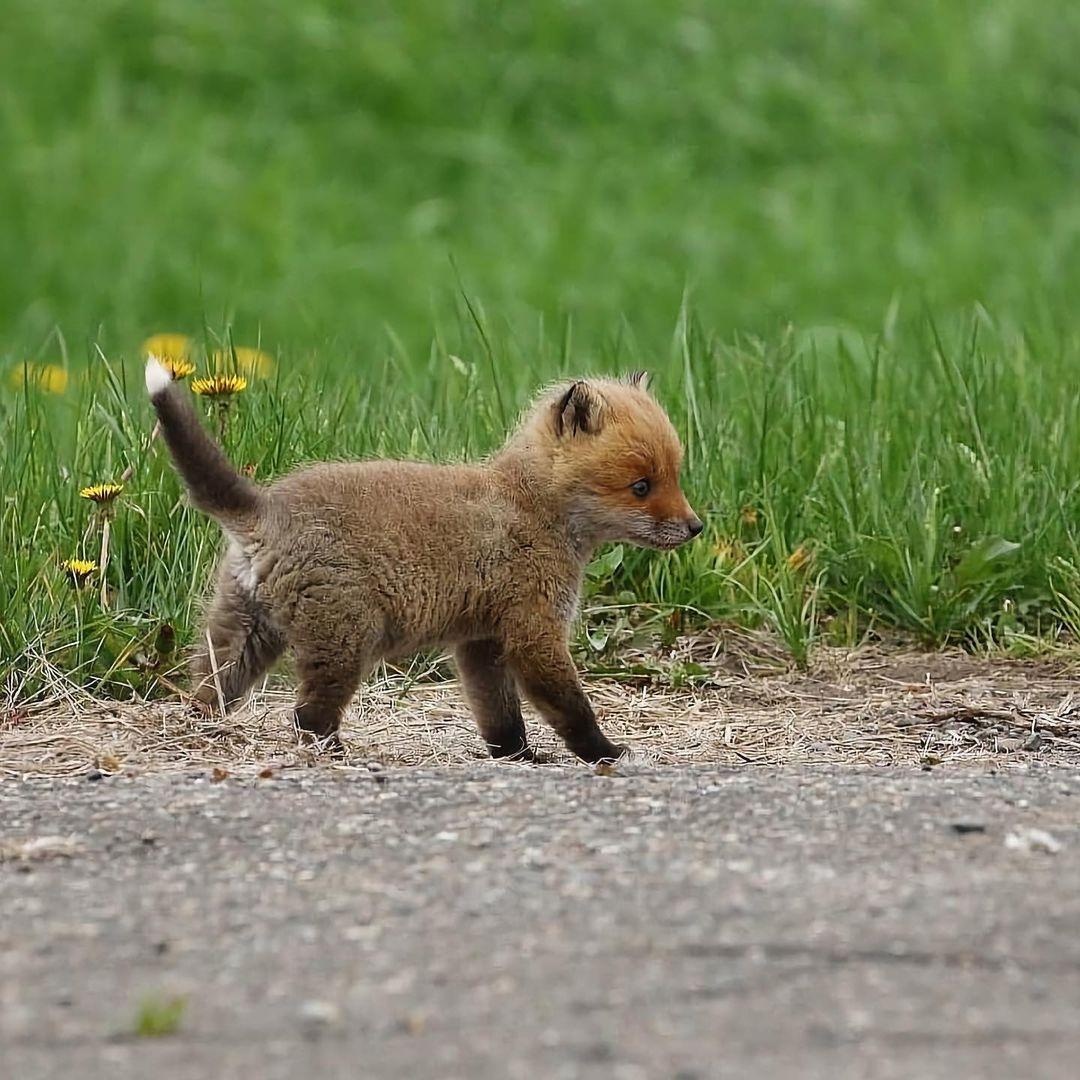 奔跑的狐狸幼崽