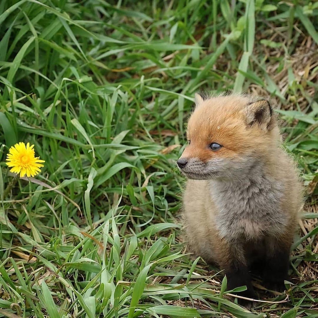 奔跑的狐狸幼崽