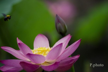 大蜜蜂01
