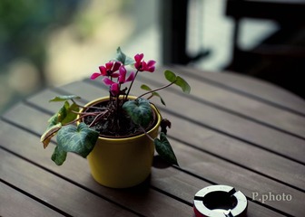 阳台 圆桌  小花