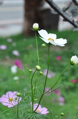 DSC_0274.JPG