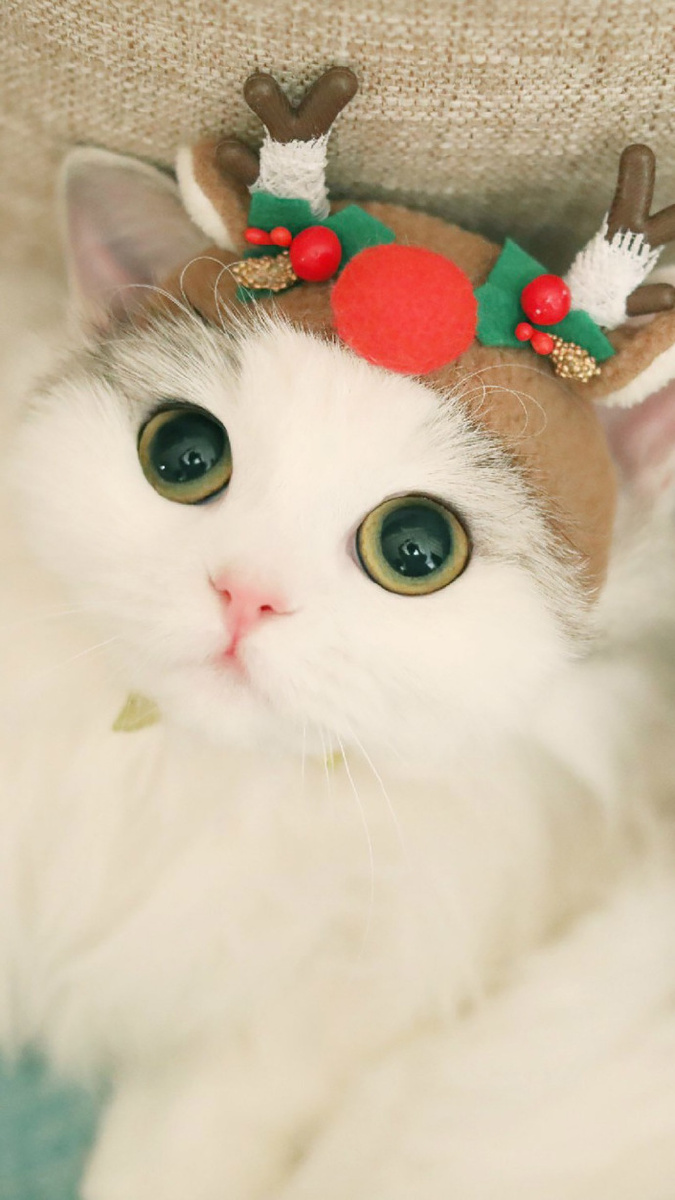 猫咪好可爱呀好萌