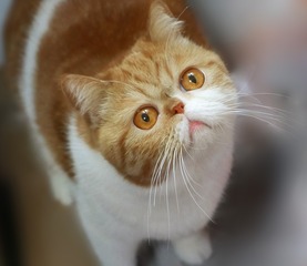 加菲猫