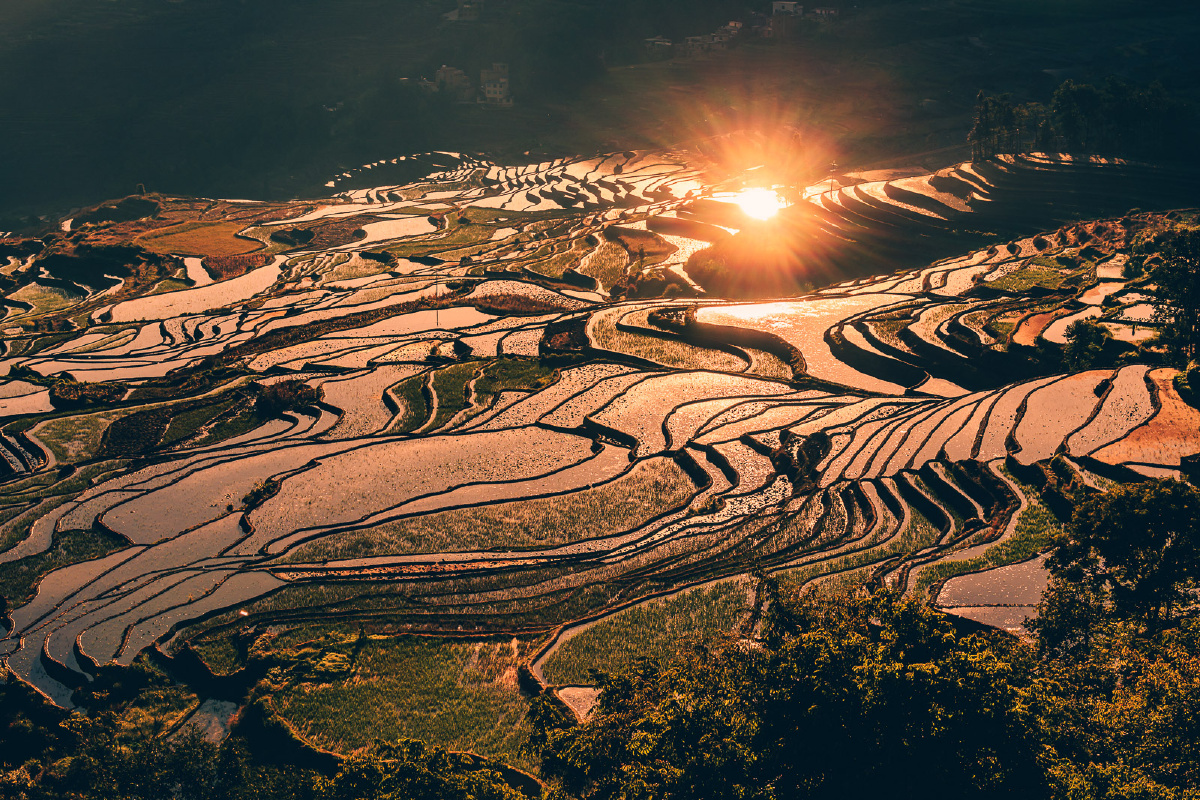 多依树梯田日出长焦