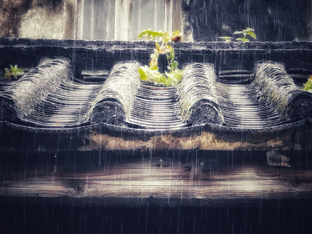 梅花窗外雨绵绵