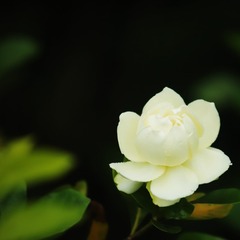 0F39CE10-58E6-46E1-BC53-56DA5E9E5CE2/L0/001