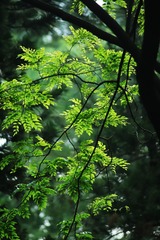 1442953D-F5F9-4AD5-8022-C6986C6F7C8A/L0/001
