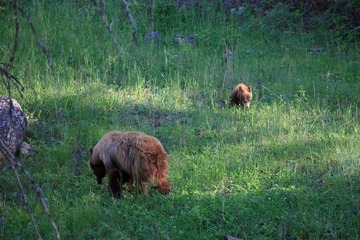 yellowstone_day2-15