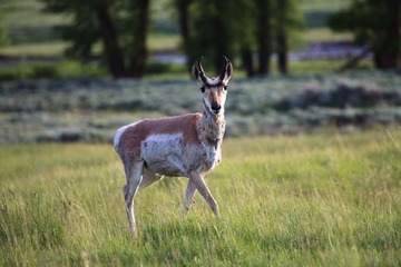 yellowstone_day2-23
