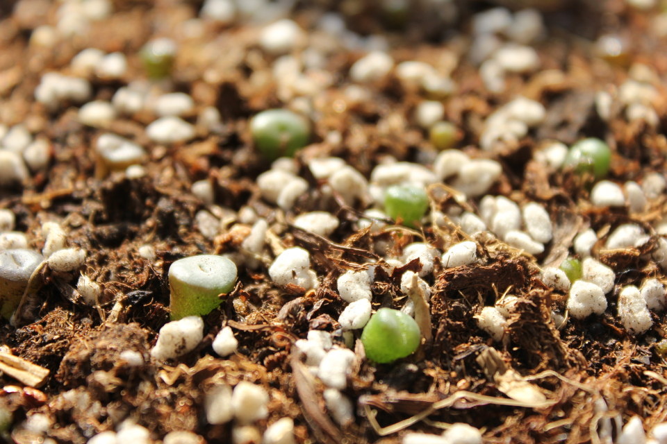9月中旬播下的生石花种子成长顺利