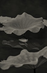 2740805