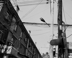 P1770086_副本